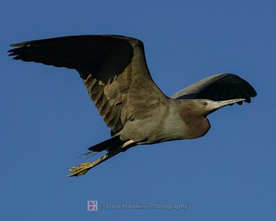 LITTLE BLUE HERON