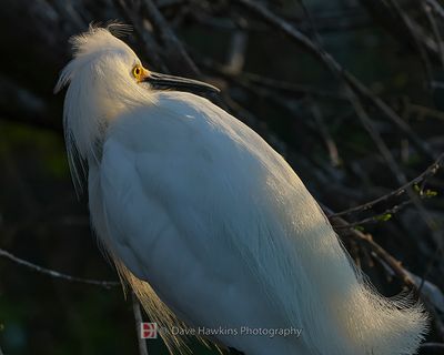SNOWY EGRET