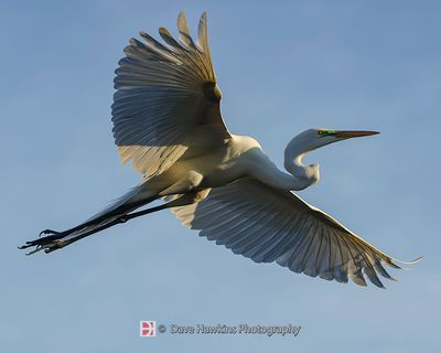 GREAT EGRET