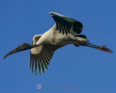 WOOD STORK