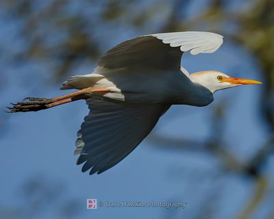CATTLE EGRET