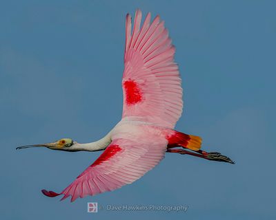 ROSEATE SPOONBILL