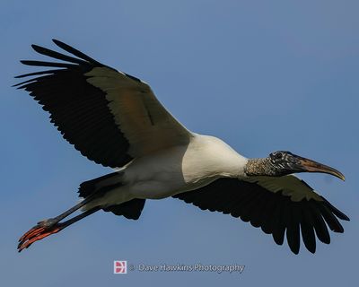 WOOD STORK