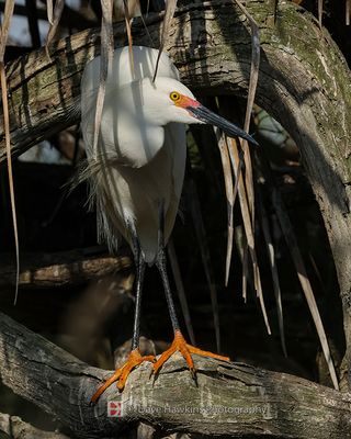 SNOWY EGRET