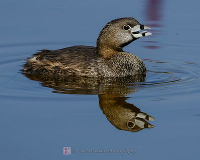 PIED-BILLED GREBE