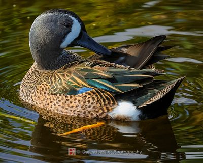 BLUE-WINGED TEAL