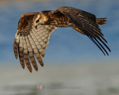 SNAIL KITE ♀