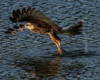 SNAIL KITE