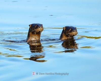 OTTERS