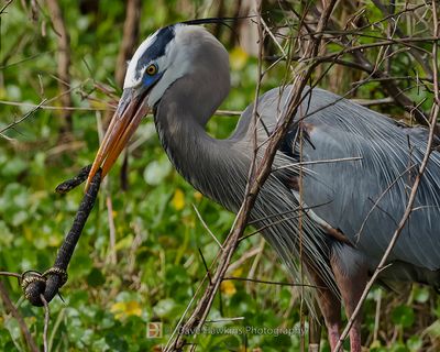 GREAT BLUE HERON