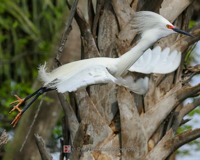SNOWY EGRET