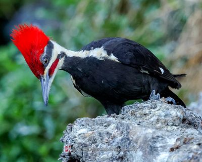 PILEATED WOODPECKER