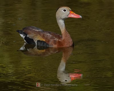 BLACK-BELLIED WHISTLING-DUCK