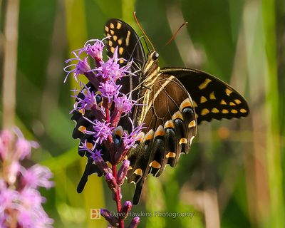 PALAMEDES SWALLOWTAIL