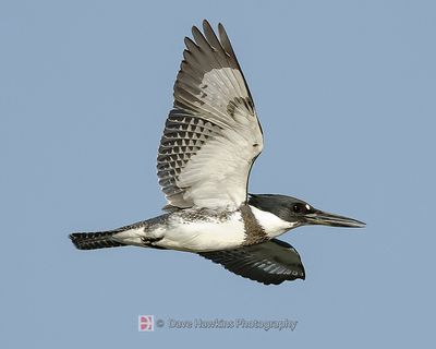 BELTED KINGFISHER