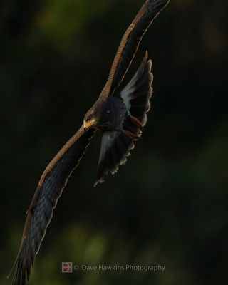 SNAIL KITE