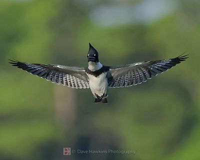 BELTED KINGFISHER