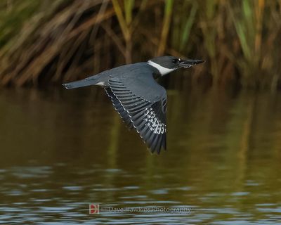 BELTED KINGFISHER