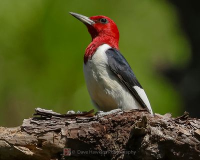 RED-HEADED WOODPECKER