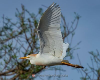 CATTLE EGRET