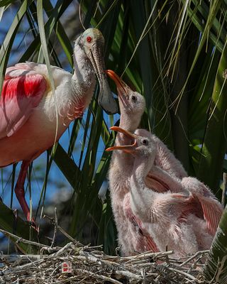 ROSEATE SPOONBILL