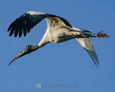 WOOD STORK