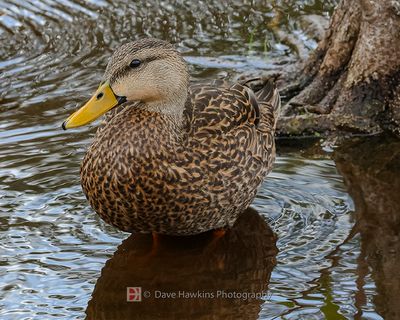 MOTTLED DUCK