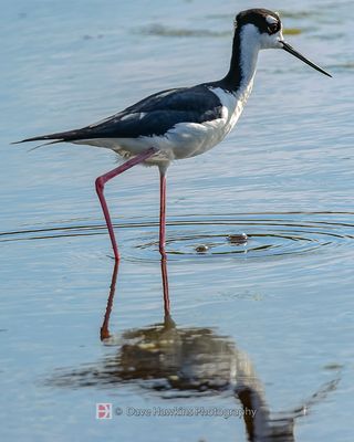 BLACK-NECKED STILT