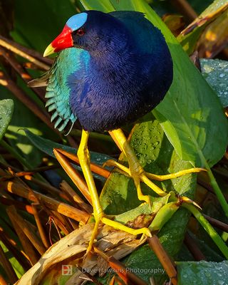 PURPLE GALLINULE