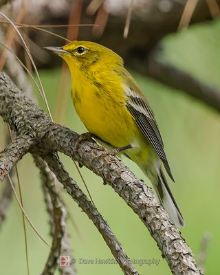 PINE WARBLER