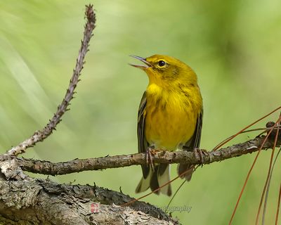 PINE WARBLER
