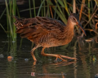 CLAPPER RAIL