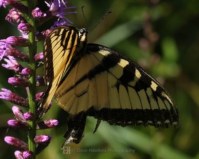 BUTTERFLIES