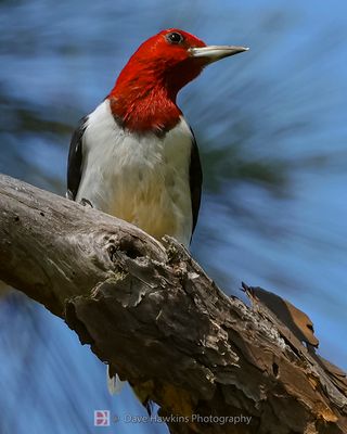RED-HEADED WOODPECKER