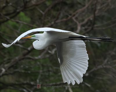 GREAT EGRET