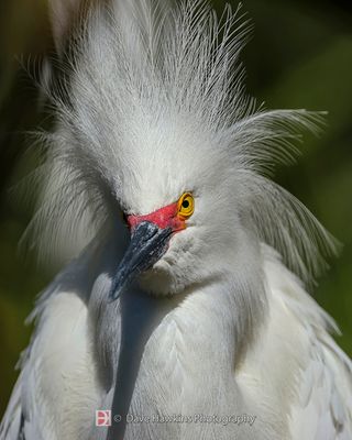 SNOWY EGRET