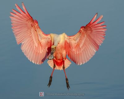 ROSEATE SPOONBILL