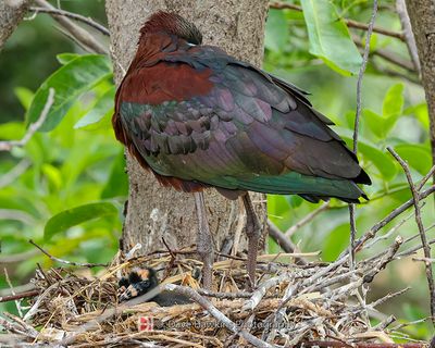 GLOSSY IBIS