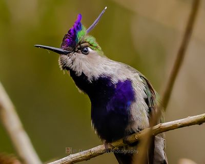 VIOLET-CROWNED PLOVERCREST