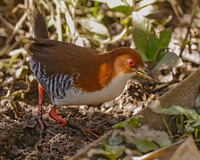 RED AND WHITE CRAKE