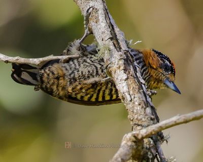 WHITE-BARRED PICULET