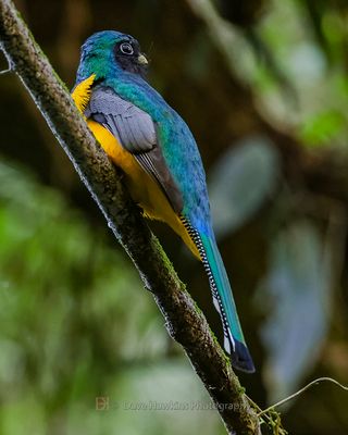 SOUTHERN BLACK-THORATED TROGON