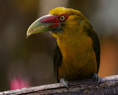 SAFFRON TOUCANET