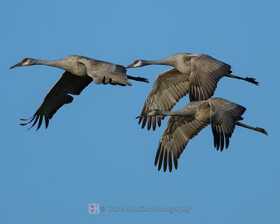 SANDHILL CRANE