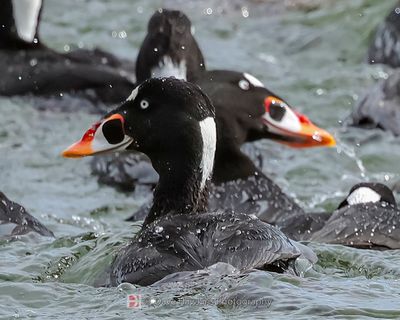SURF SCOTER