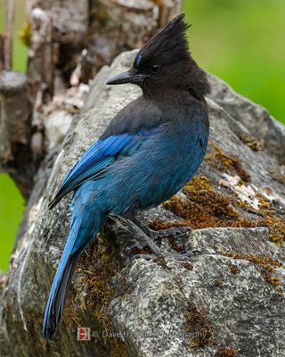 STELLER'S JAY