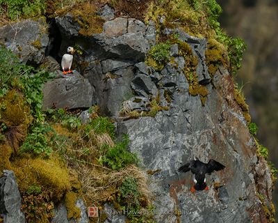 HORNED PUFFIN
