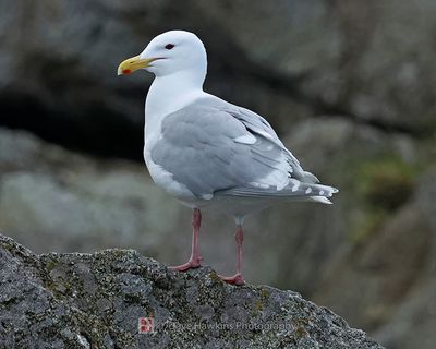 GLAUCOUS-WINGED GULL