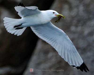 BLACK-LEGGED KITTIWAKE