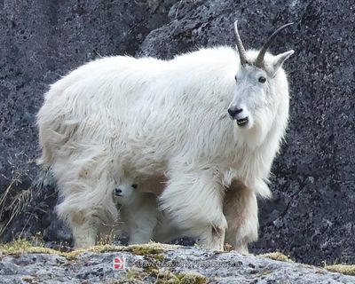 MAMMALS
